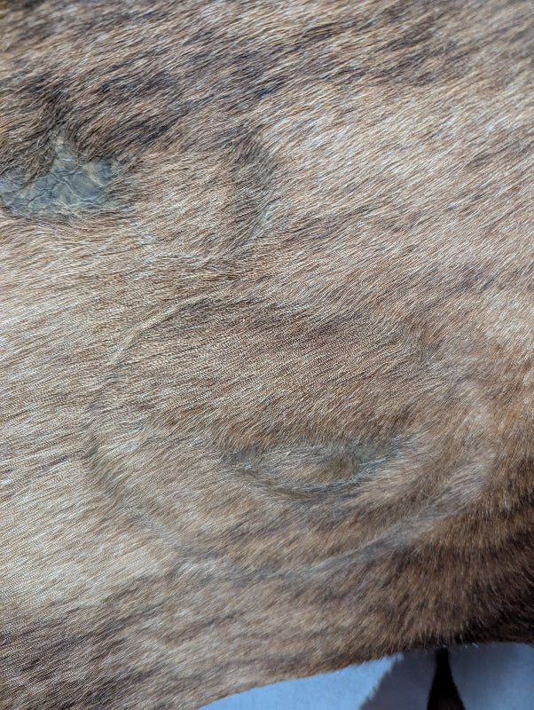 Cowhide Rug, Brazilian #130